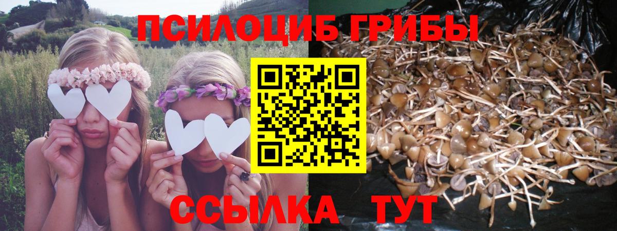 Галлюциногенные грибы Cubensis Зима